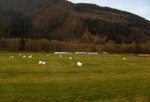 Grasmarker i Midt-Norge.